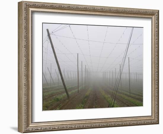 Hop Garden in the Hallertau, Autumn, Fog-Harald Kroiss-Framed Photographic Print