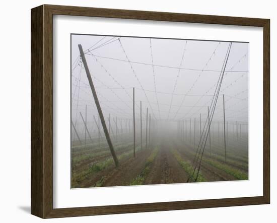 Hop Garden in the Hallertau, Autumn, Fog-Harald Kroiss-Framed Photographic Print