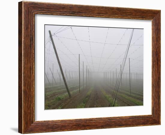 Hop Garden in the Hallertau, Autumn, Fog-Harald Kroiss-Framed Photographic Print