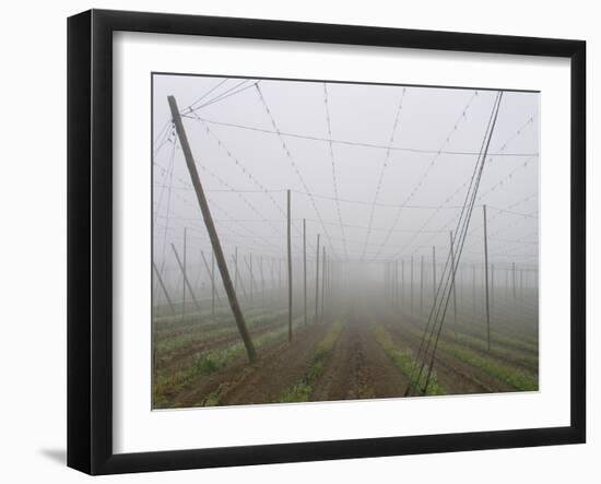 Hop Garden in the Hallertau, Autumn, Fog-Harald Kroiss-Framed Photographic Print