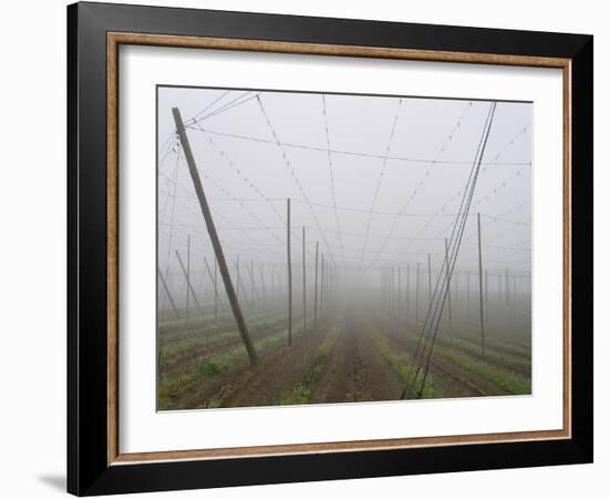 Hop Garden in the Hallertau, Autumn, Fog-Harald Kroiss-Framed Photographic Print