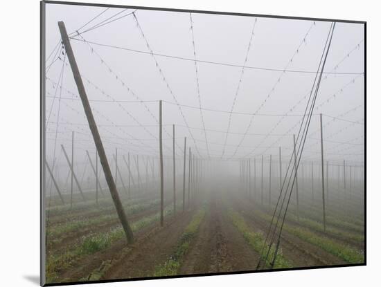 Hop Garden in the Hallertau, Autumn, Fog-Harald Kroiss-Mounted Photographic Print