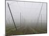 Hop Garden in the Hallertau, Autumn, Fog-Harald Kroiss-Mounted Photographic Print