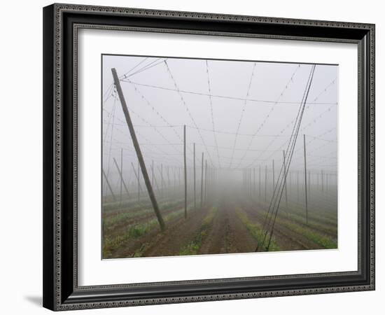 Hop Garden in the Hallertau, Autumn, Fog-Harald Kroiss-Framed Photographic Print