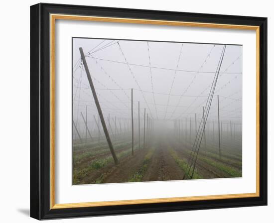 Hop Garden in the Hallertau, Autumn, Fog-Harald Kroiss-Framed Photographic Print