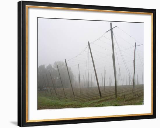 Hop Garden in the Hallertau, Autumn, Fog-Harald Kroiss-Framed Photographic Print