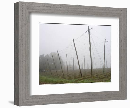 Hop Garden in the Hallertau, Autumn, Fog-Harald Kroiss-Framed Photographic Print