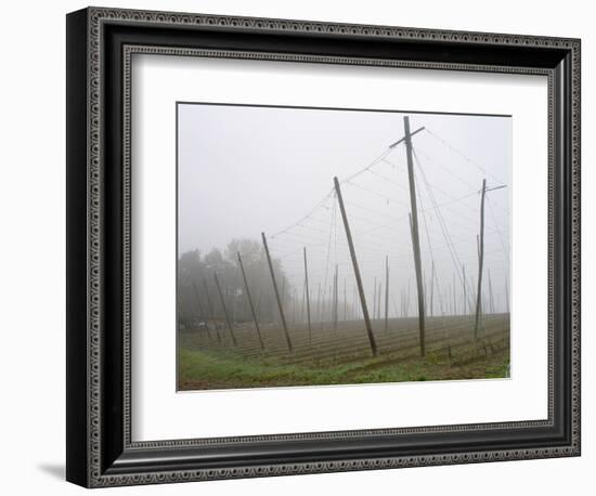 Hop Garden in the Hallertau, Autumn, Fog-Harald Kroiss-Framed Photographic Print