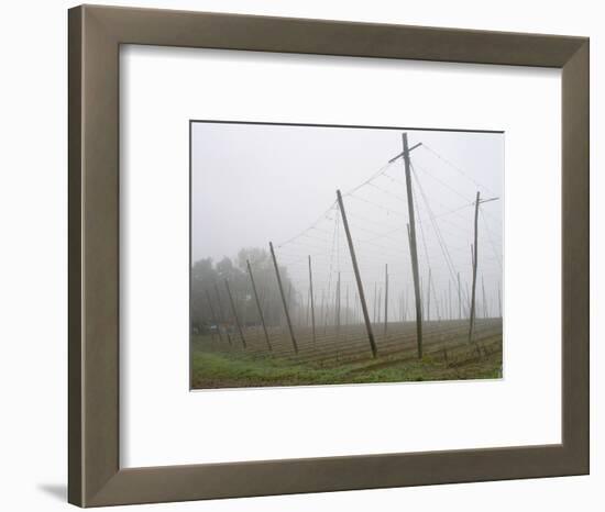 Hop Garden in the Hallertau, Autumn, Fog-Harald Kroiss-Framed Photographic Print