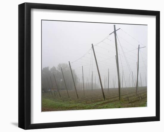 Hop Garden in the Hallertau, Autumn, Fog-Harald Kroiss-Framed Photographic Print