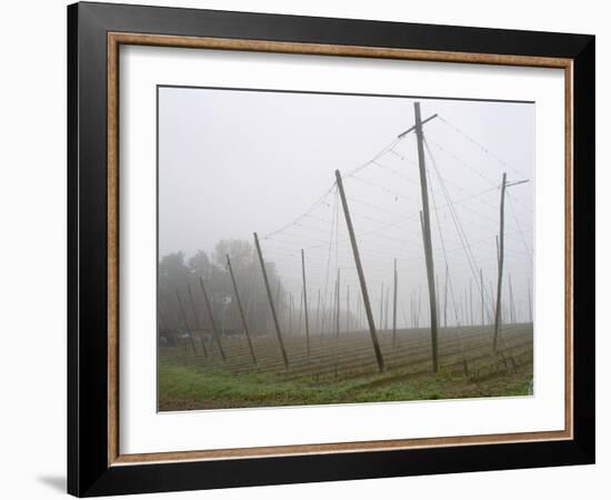 Hop Garden in the Hallertau, Autumn, Fog-Harald Kroiss-Framed Photographic Print
