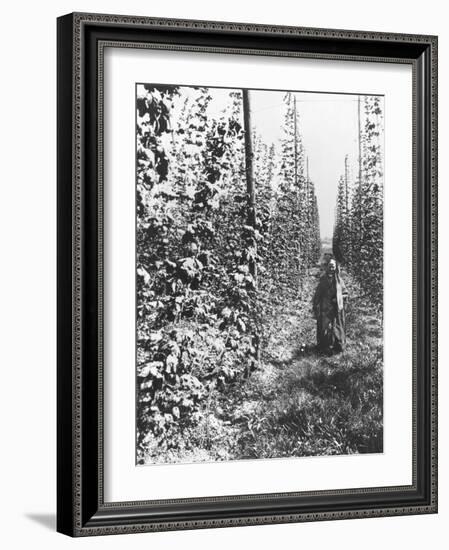 Hop-Growing in Alsace, c.1900-French Photographer-Framed Photographic Print