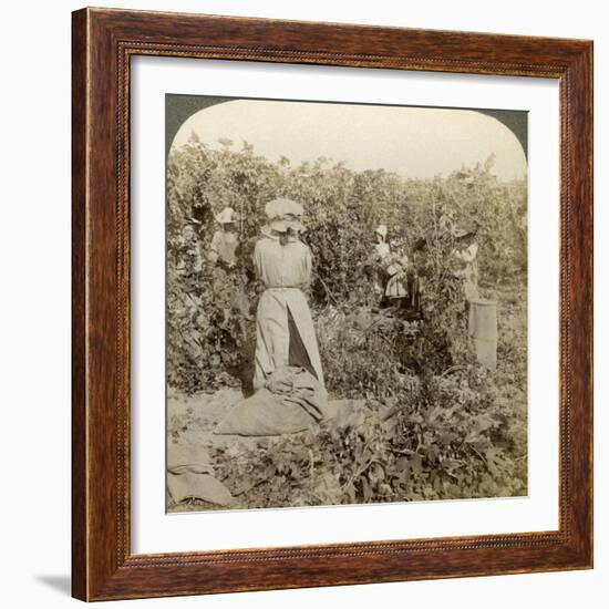 Hop Picking, Eugene, Oregon, Usa-Underwood & Underwood-Framed Photographic Print