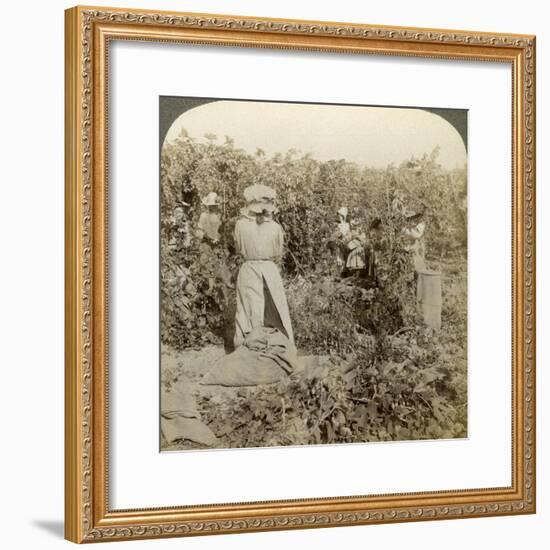Hop Picking, Eugene, Oregon, Usa-Underwood & Underwood-Framed Photographic Print