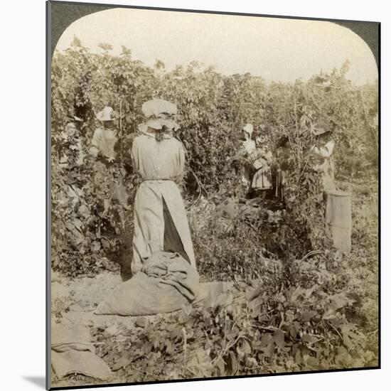 Hop Picking, Eugene, Oregon, Usa-Underwood & Underwood-Mounted Photographic Print