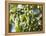 Hop Plant with Buds (Humulus Lupos)-Martina Schindler-Framed Premier Image Canvas