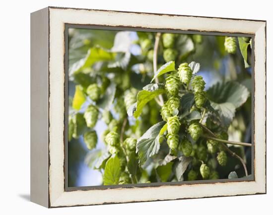 Hop Plant with Buds (Humulus Lupos)-Martina Schindler-Framed Premier Image Canvas