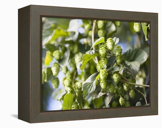 Hop Plant with Buds (Humulus Lupos)-Martina Schindler-Framed Premier Image Canvas