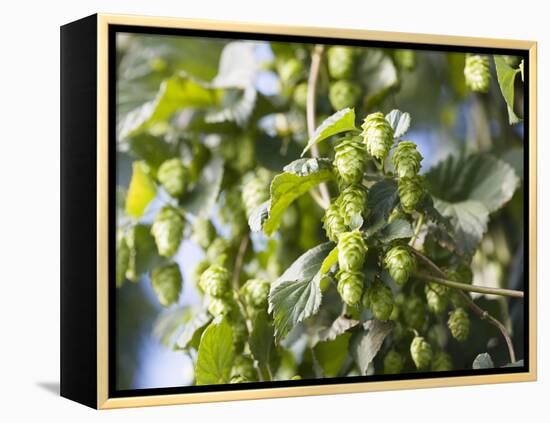 Hop Plant with Buds (Humulus Lupos)-Martina Schindler-Framed Premier Image Canvas