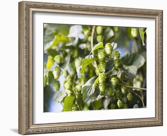 Hop Plant with Buds (Humulus Lupos)-Martina Schindler-Framed Photographic Print