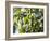 Hop Plant with Buds (Humulus Lupos)-Martina Schindler-Framed Photographic Print