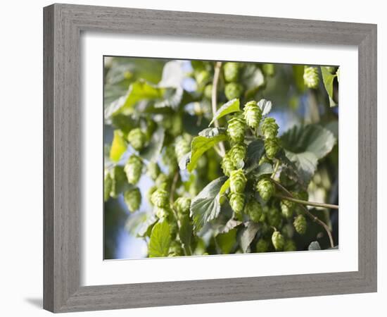 Hop Plant with Buds (Humulus Lupos)-Martina Schindler-Framed Photographic Print