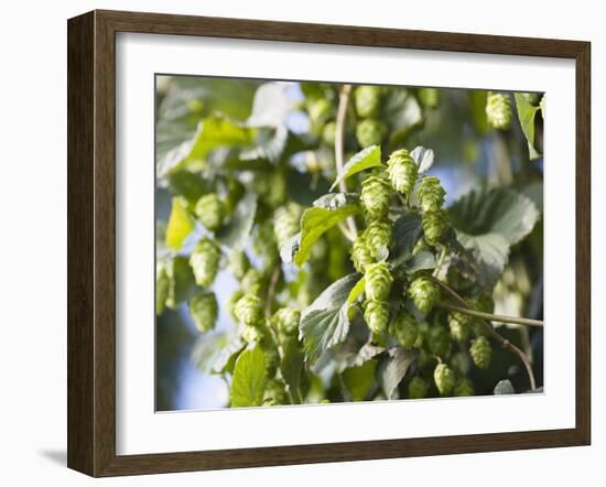 Hop Plant with Buds (Humulus Lupos)-Martina Schindler-Framed Photographic Print