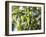 Hop Plant with Buds (Humulus Lupos)-Martina Schindler-Framed Photographic Print