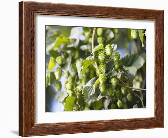 Hop Plant with Buds (Humulus Lupos)-Martina Schindler-Framed Photographic Print