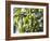 Hop Plant with Buds (Humulus Lupos)-Martina Schindler-Framed Photographic Print