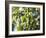 Hop Plant with Buds (Humulus Lupos)-Martina Schindler-Framed Photographic Print