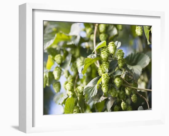 Hop Plant with Buds (Humulus Lupos)-Martina Schindler-Framed Photographic Print