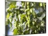 Hop Plant with Buds (Humulus Lupos)-Martina Schindler-Mounted Photographic Print