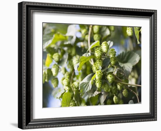 Hop Plant with Buds (Humulus Lupos)-Martina Schindler-Framed Photographic Print