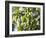 Hop Plant with Buds (Humulus Lupos)-Martina Schindler-Framed Photographic Print