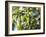 Hop Plant with Buds (Humulus Lupos)-Martina Schindler-Framed Photographic Print