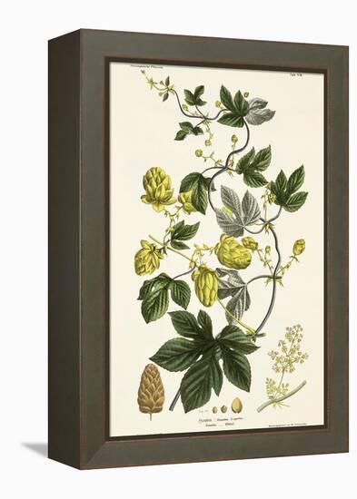 Hop Vine, from The Young Landsman, Published Vienna, 1845-Matthias Trentsensky-Framed Premier Image Canvas