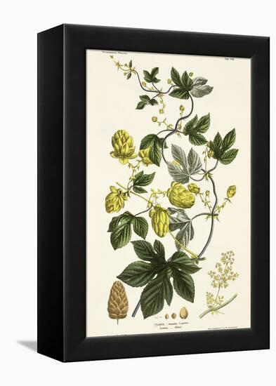 Hop Vine, from The Young Landsman, Published Vienna, 1845-Matthias Trentsensky-Framed Premier Image Canvas