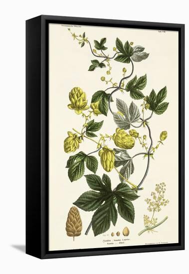 Hop Vine, from The Young Landsman, Published Vienna, 1845-Matthias Trentsensky-Framed Premier Image Canvas