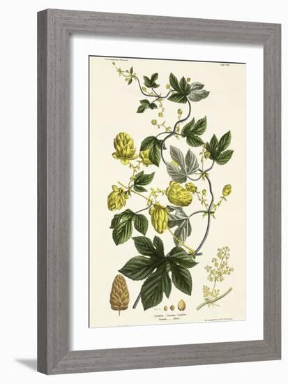 Hop Vine, from The Young Landsman, Published Vienna, 1845-Matthias Trentsensky-Framed Giclee Print