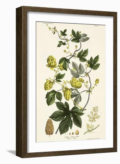 Hop Vine, from The Young Landsman, Published Vienna, 1845-Matthias Trentsensky-Framed Giclee Print