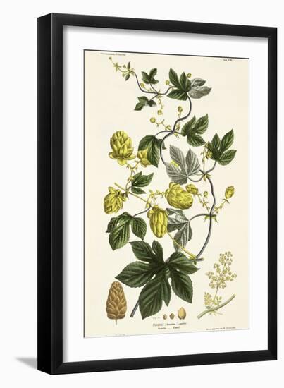 Hop Vine, from The Young Landsman, Published Vienna, 1845-Matthias Trentsensky-Framed Giclee Print