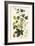 Hop Vine, from The Young Landsman, Published Vienna, 1845-Matthias Trentsensky-Framed Giclee Print