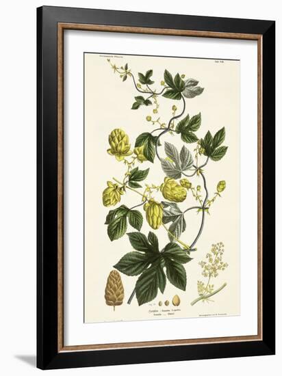 Hop Vine, from The Young Landsman, Published Vienna, 1845-Matthias Trentsensky-Framed Giclee Print