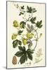 Hop Vine, from The Young Landsman, Published Vienna, 1845-Matthias Trentsensky-Mounted Giclee Print