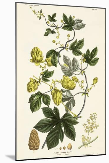 Hop Vine, from The Young Landsman, Published Vienna, 1845-Matthias Trentsensky-Mounted Giclee Print