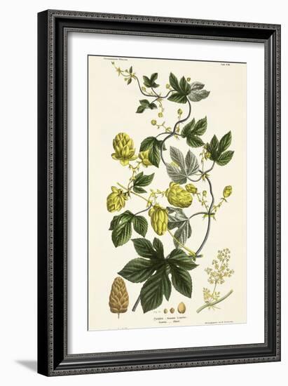 Hop Vine, from The Young Landsman, Published Vienna, 1845-Matthias Trentsensky-Framed Giclee Print