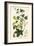 Hop Vine, from The Young Landsman, Published Vienna, 1845-Matthias Trentsensky-Framed Giclee Print