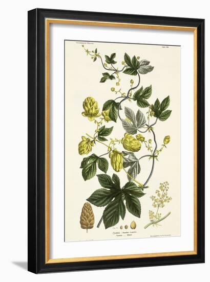 Hop Vine, from The Young Landsman, Published Vienna, 1845-Matthias Trentsensky-Framed Giclee Print