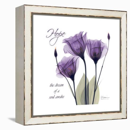 Hope Tulip-Albert Koetsier-Framed Stretched Canvas